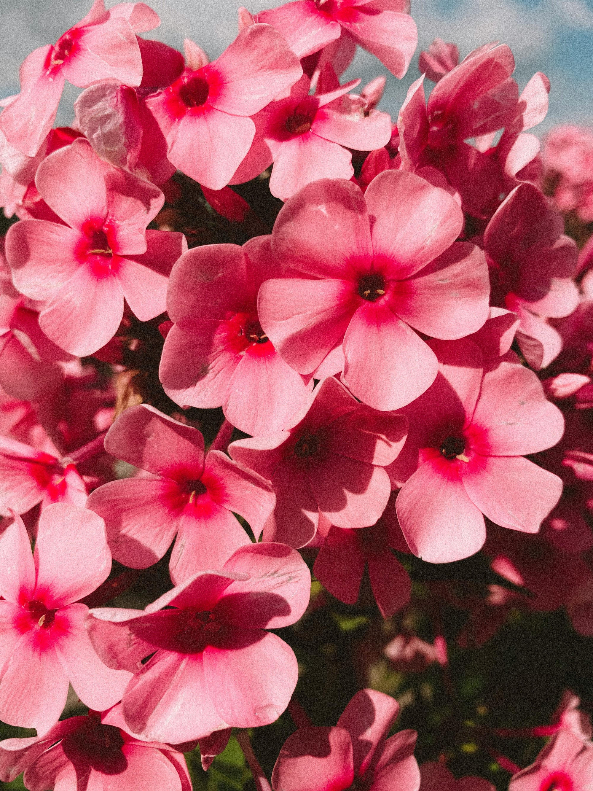 Pink geranium flowers representing Notch's botanical active